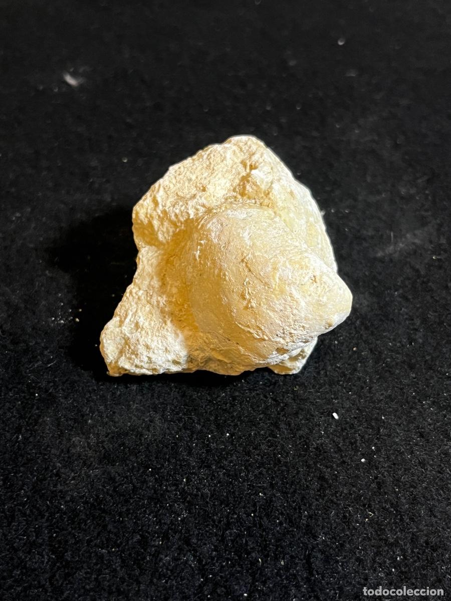 Collectionnisme de fossiles: F&oacute;sil bivalvo marino en matriz roca caliza paleontolog&iacute;a vintage colecci&oacute;n natural