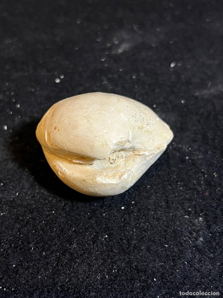 Colecionismo de f&oacute;sseis: Molde interno f&oacute;sil bivalvo marino 5,5 cm paleontolog&iacute;a vintage colecci&oacute;n natural