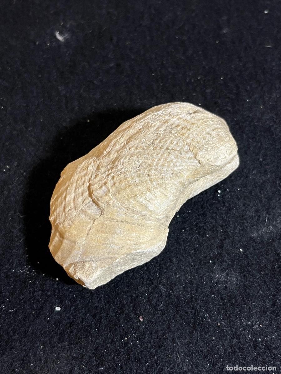 Collectionnisme de fossiles: Gryphaea f&oacute;sil u&ntilde;a del diablo bivalvo marino Jur&aacute;sico paleontolog&iacute;a colecci&oacute;n
