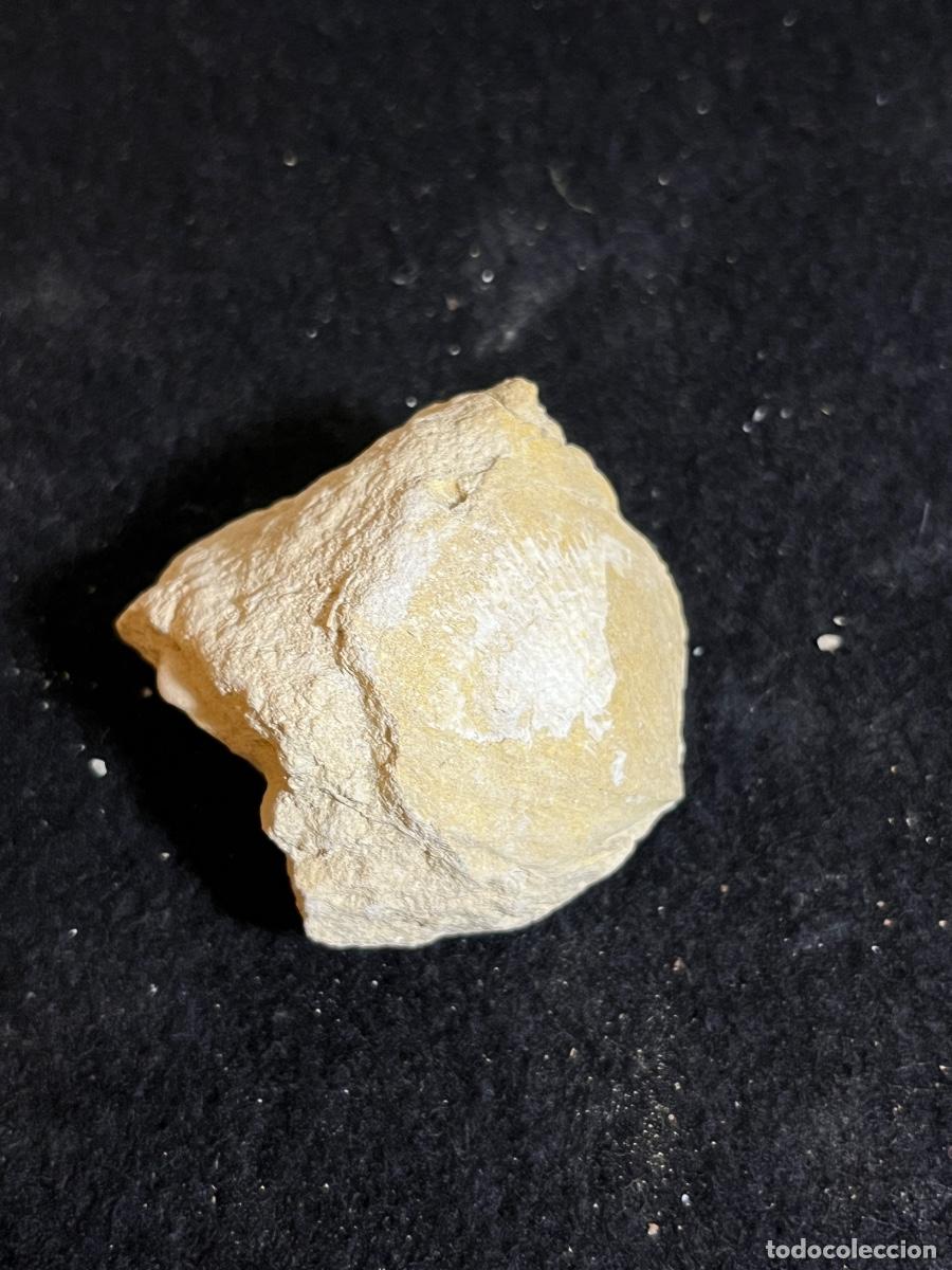 Collectionnisme de fossiles: F&oacute;sil bivalvo marino en matriz caliza Cret&aacute;cico paleontolog&iacute;a vintage colecci&oacute;n mineral