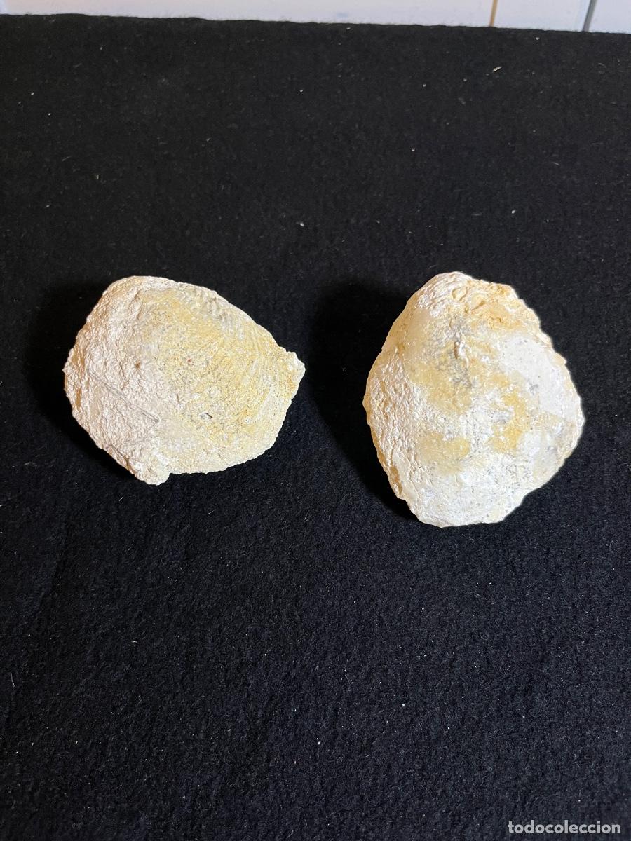 Colecionismo de f&oacute;sseis: Pareja f&oacute;siles bivalvos marinos Cret&aacute;cico moldes internos paleontolog&iacute;a colecci&oacute;n