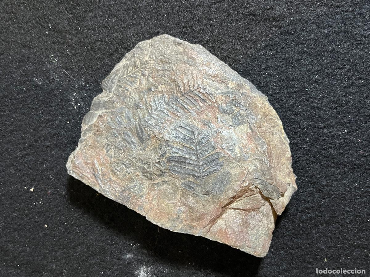 Collectionnisme de fossiles: Helecho f&oacute;sil Carbon&iacute;fero Pecopteris Neuropteris paleontolog&iacute;a vintage colecci&oacute;n fosil
