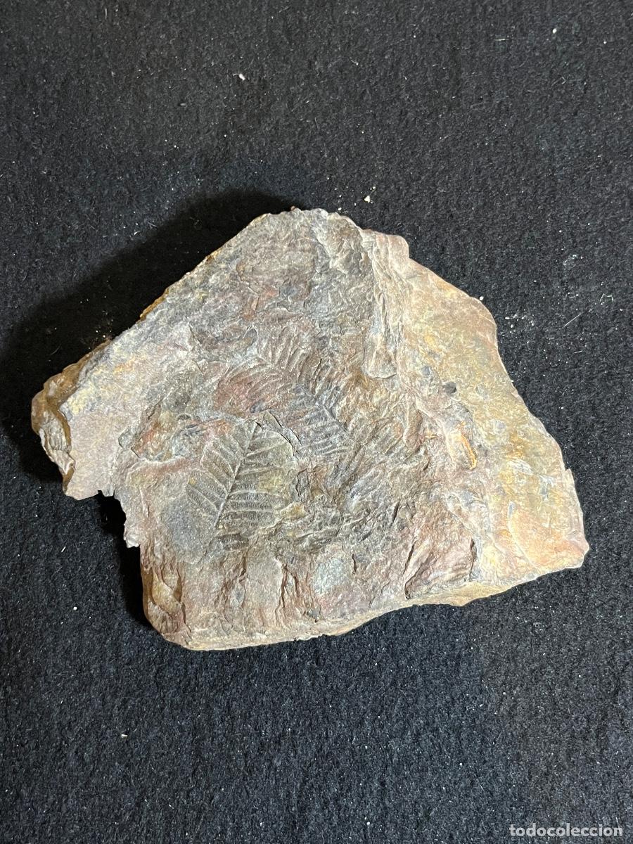 Collectionnisme de fossiles: Helecho f&oacute;sil Carbon&iacute;fero Pecopteris Neuropteris paleontolog&iacute;a vintage colecci&oacute;n