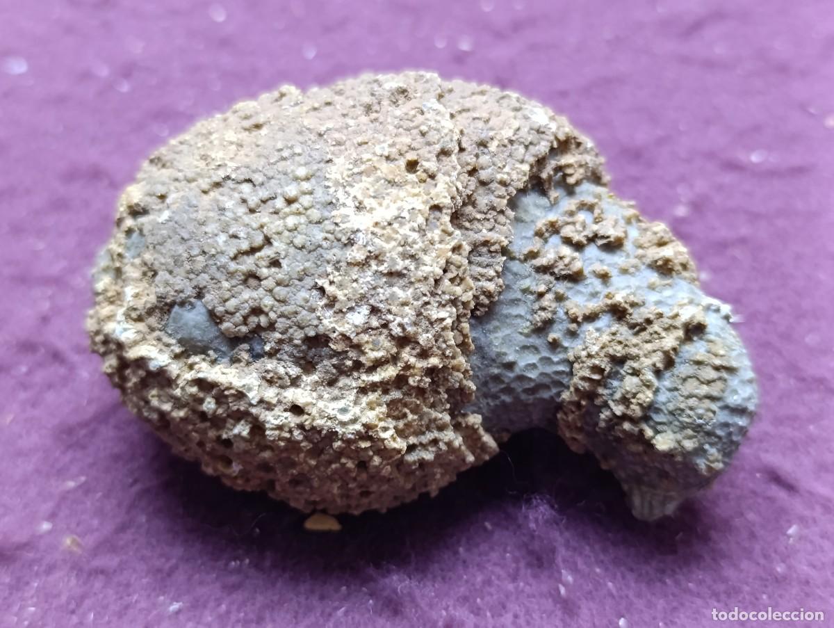 Colecionismo de f&oacute;sseis: Coral F&oacute;sil, Heliolites Porosa, sil&uacute;rico superior