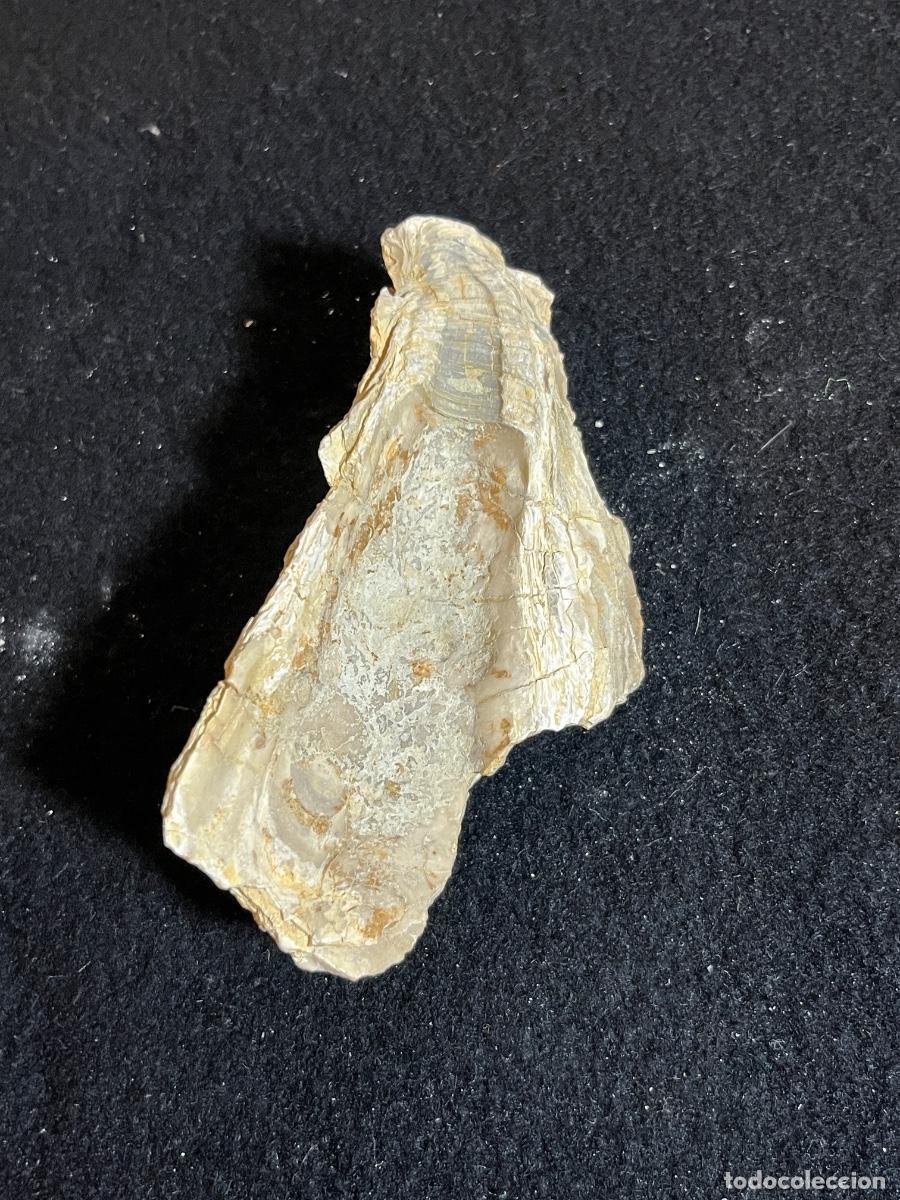 Colecionismo de f&oacute;sseis: Ostra f&oacute;sil marina original valva interna Cret&aacute;cico paleontolog&iacute;a vintage colecci&oacute;n