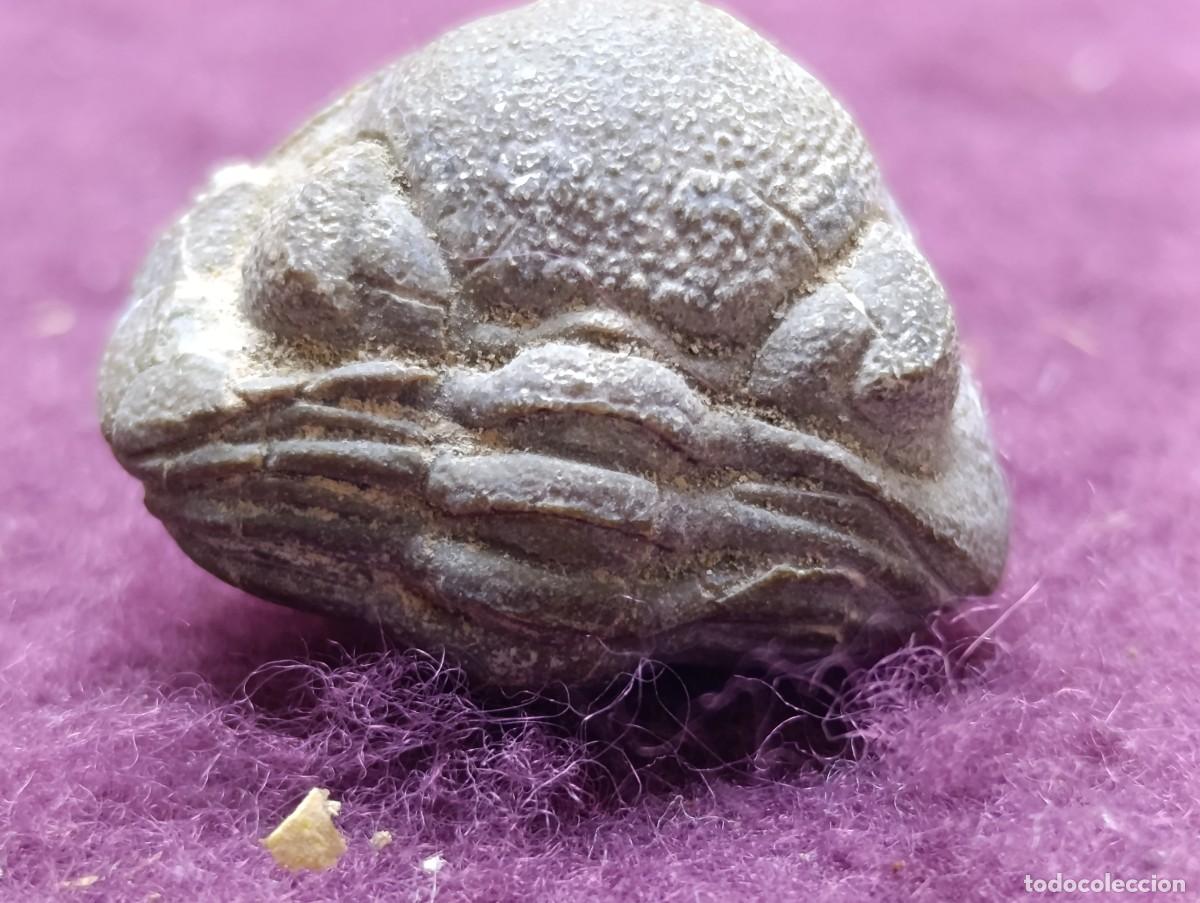 Collectionnisme de fossiles: F&oacute;sil, Trilobites Phacos, Dev&oacute;nico, S&aacute;hara
