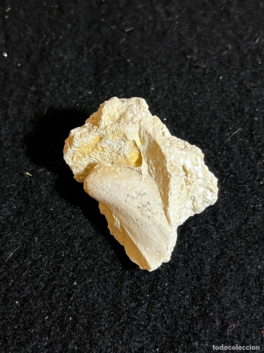 Coleccionismo de f&oacute;siles: Mand&iacute;bula f&oacute;sil mosasaurio Prognathodon diente original Marruecos Cret&aacute;cico colecci&oacute;n