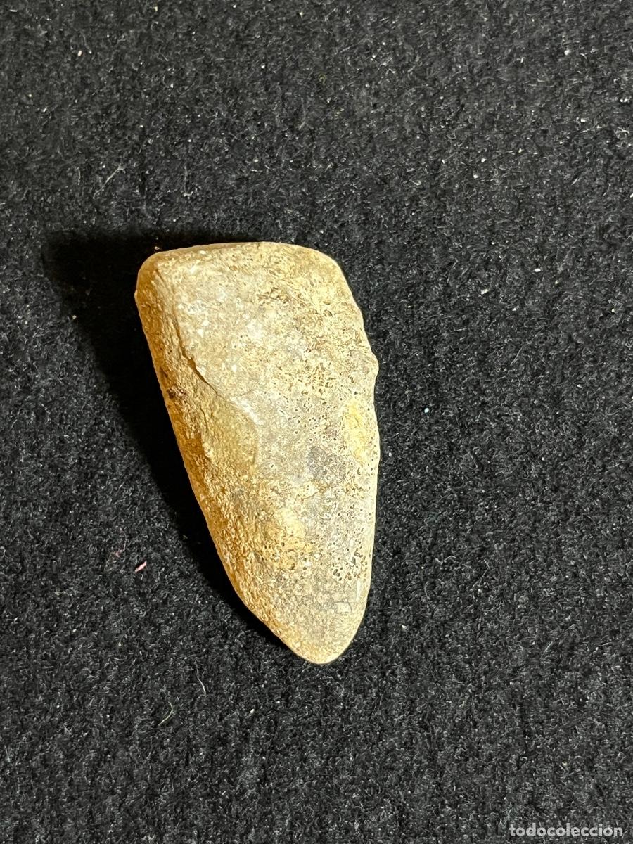 Collectionnisme de fossiles: Hueso f&oacute;sil prehist&oacute;rico fragmento &oacute;seo mineralizado paleontolog&iacute;a vintage colecci&oacute;n
