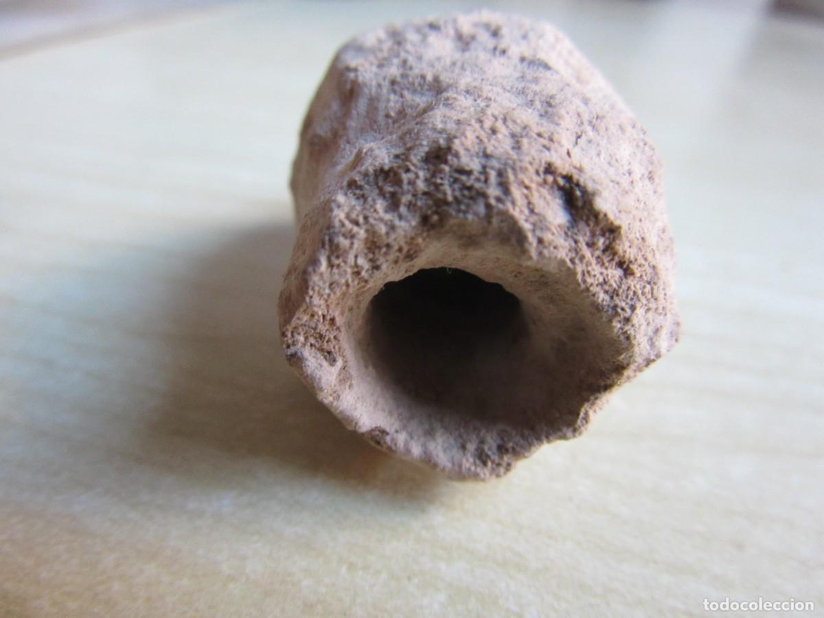 Colecionismo de f&oacute;sseis: Curiosa pieza f&oacute;sil hueca Medidas 4,1 x 2,6 cm