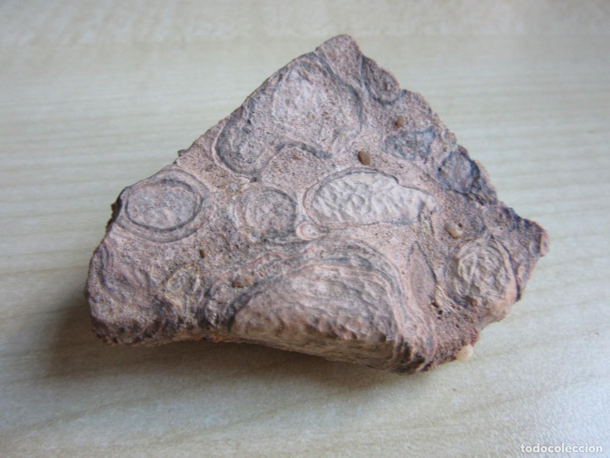 Colecionismo de f&oacute;sseis: Curiosa placa de conglomerado de f&oacute;siles Medidas 5,5 x 5 cm