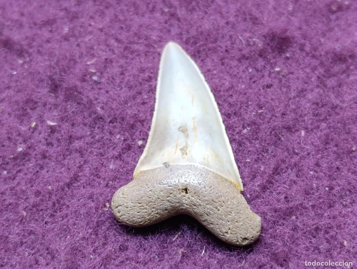 Coleccionismo de f&oacute;siles: Diente de Tibur&oacute;n F&oacute;sil, Otodus Megalodon