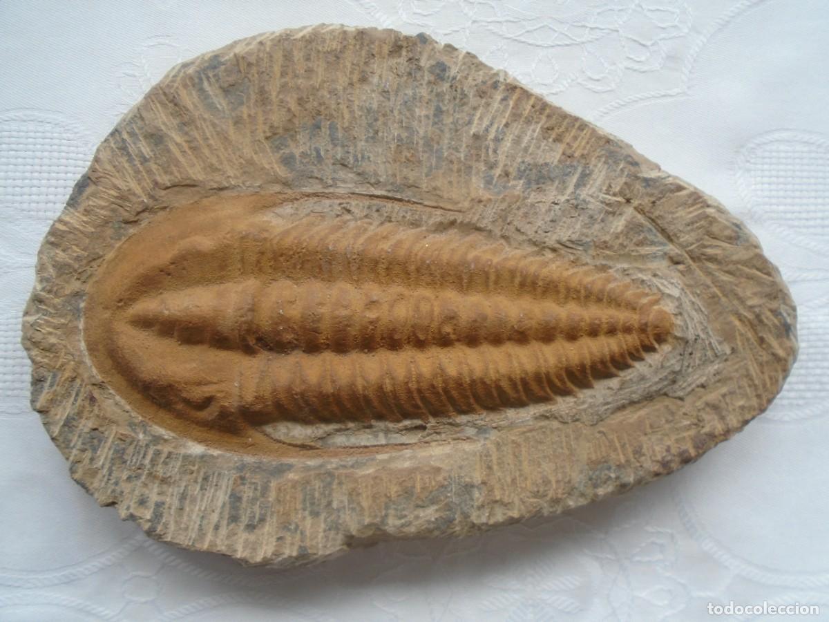 Colecionismo de f&oacute;sseis: GRAN TRILOBITES EN PERFECTO ESTADO. 23,5 X 16 Cm. 1457 GRAMOS.