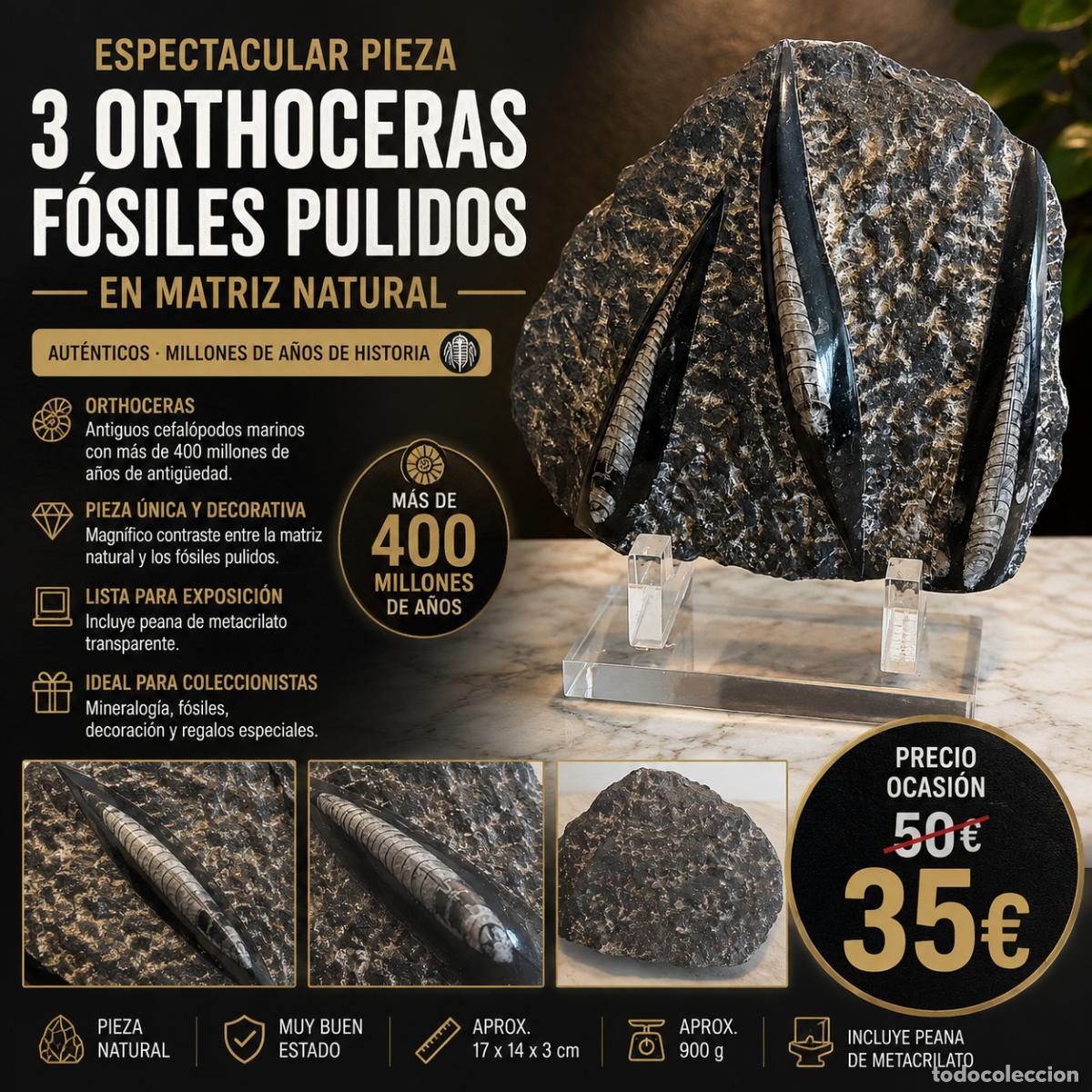 Coleccionismo de f&oacute;siles: PRECIOSA PIEZA CON 3 ORTHOCERAS F&Oacute;SILES PULIDOS EN MATRIZ / GRAN DECORACI&Oacute;N / PEANA