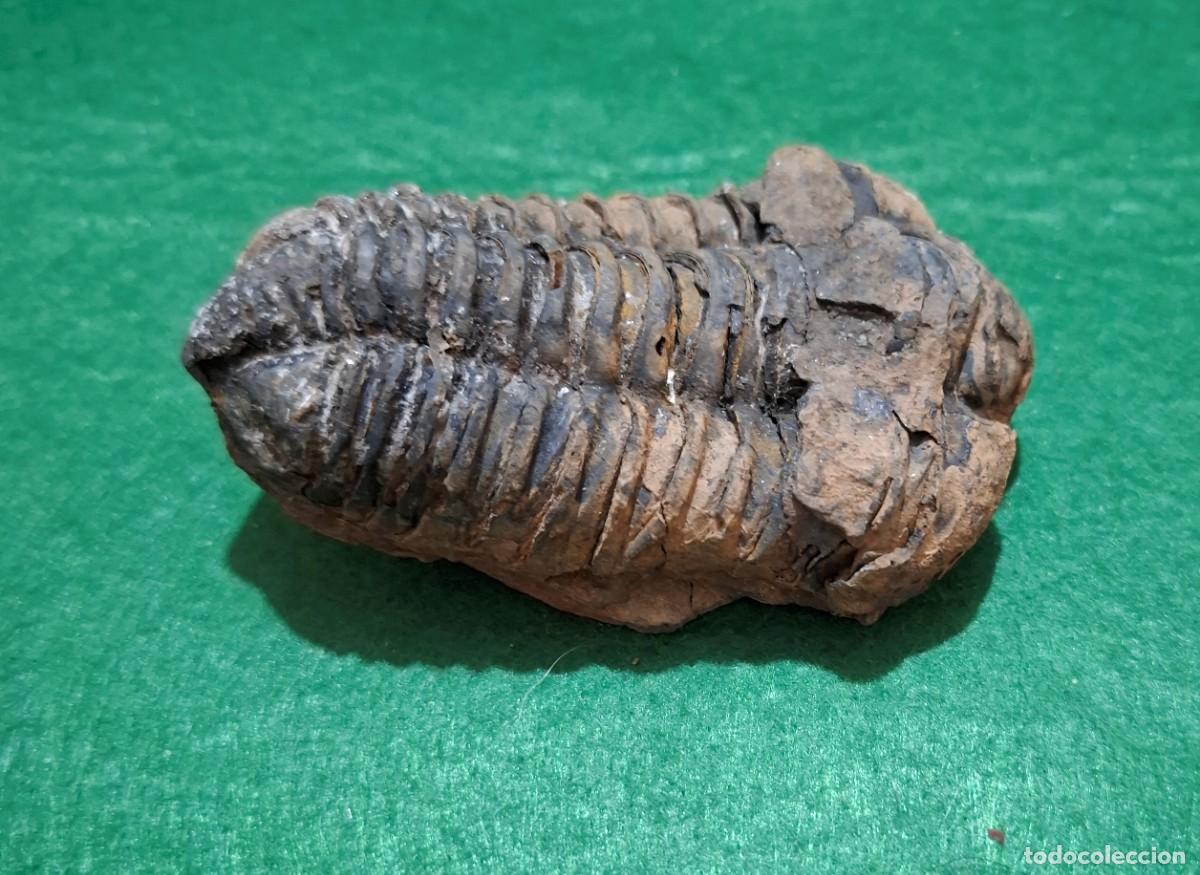 Colecionismo de f&oacute;sseis: Fosil de Trilobites de 540 milloner de a&ntilde;os