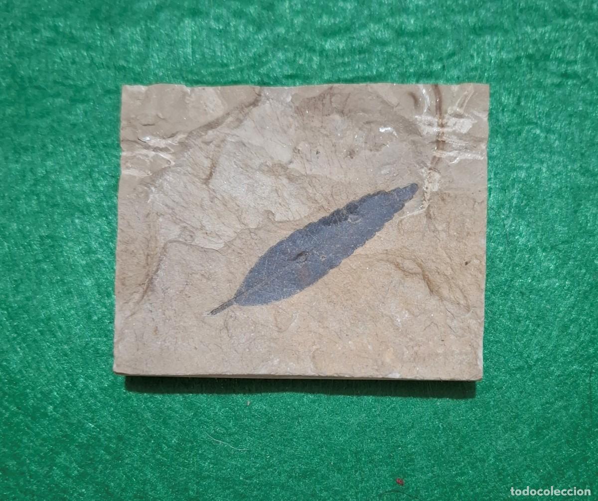 Colecionismo de f&oacute;sseis: Fosil de hoja del Eoceno