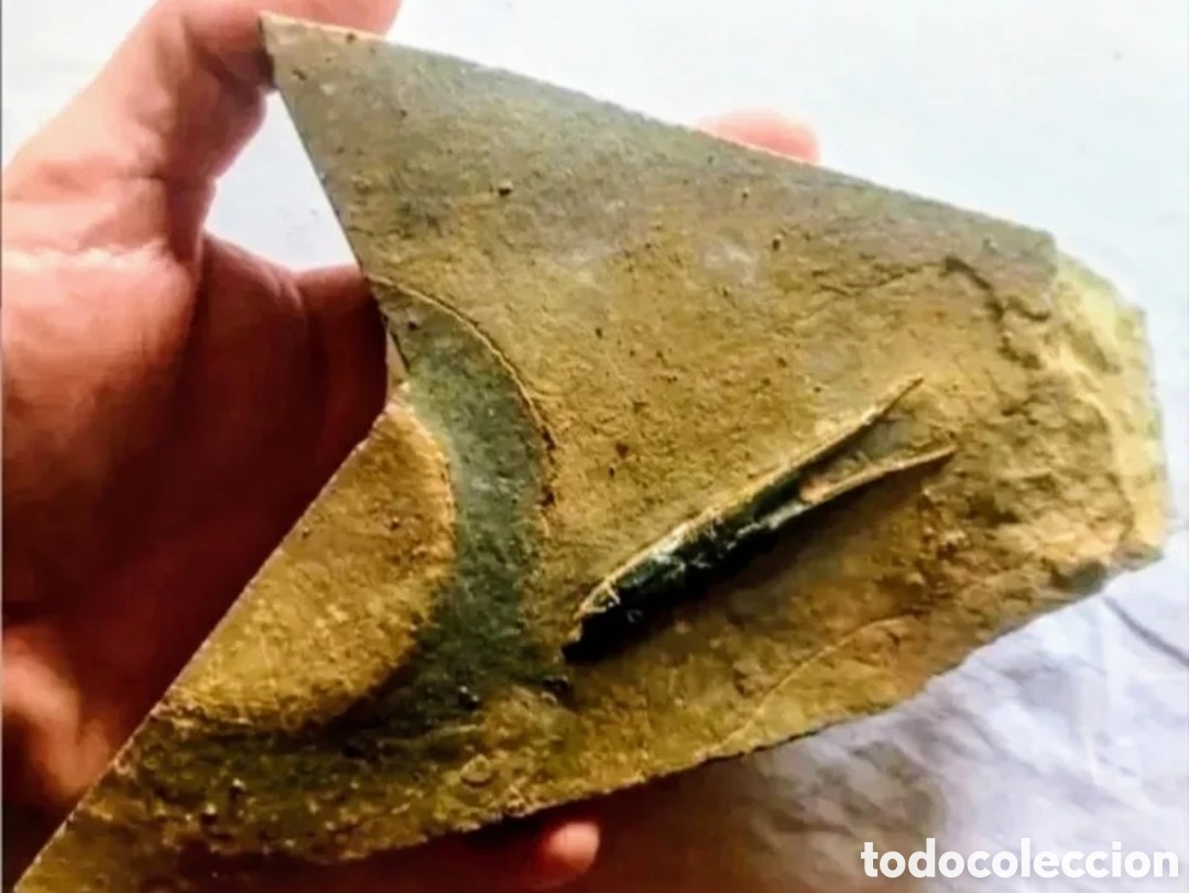 Colecionismo de f&oacute;sseis: Placa de piedra con Belemnites