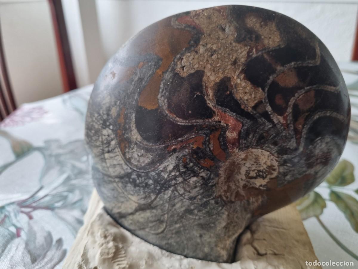 Collezionismo di fossili: Una pieza de fosil goniatites sobre peana de yeso