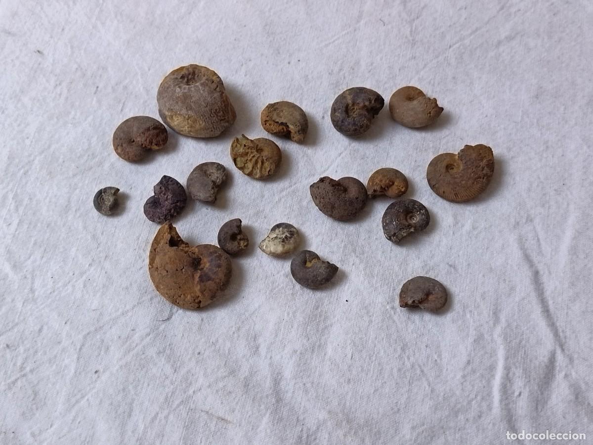 Collectionnisme de fossiles: Lote de Amonites F&oacute;siles de hierro, para colecci&oacute;n o bisuter&iacute;a