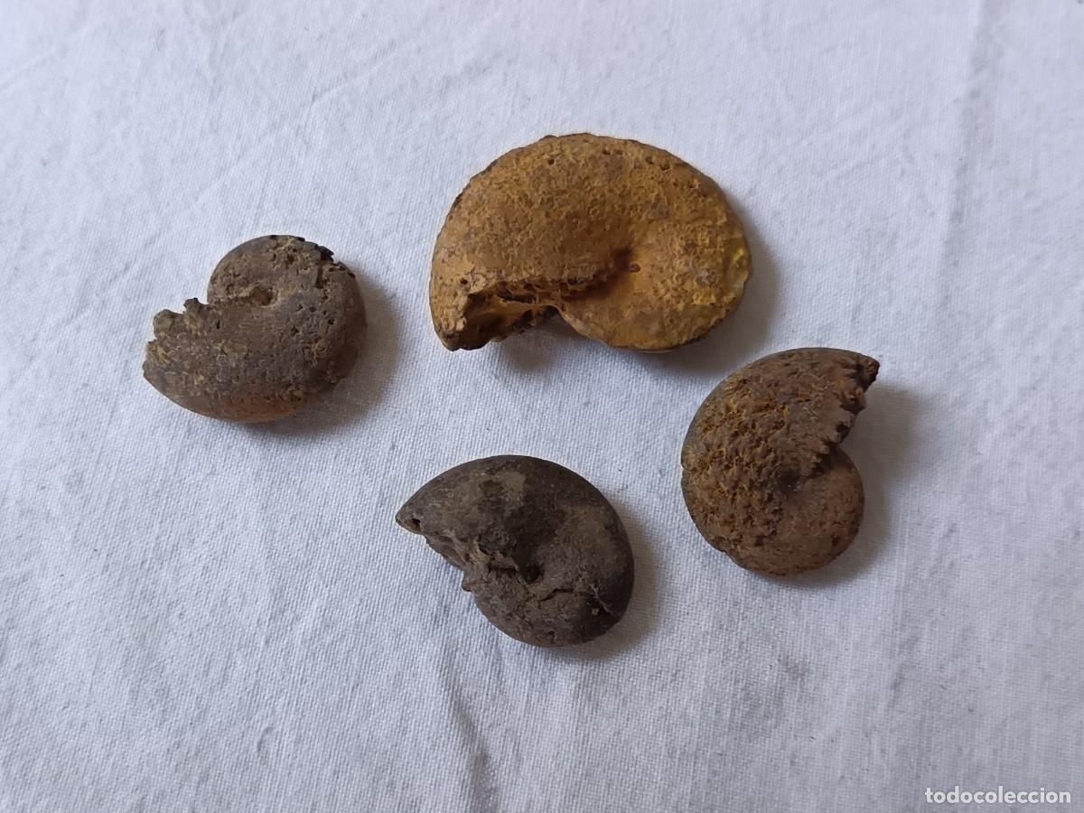 Collectionnisme de fossiles: Lote de Amonites F&oacute;siles de hierro, Inglaterra, Jur&aacute;sico