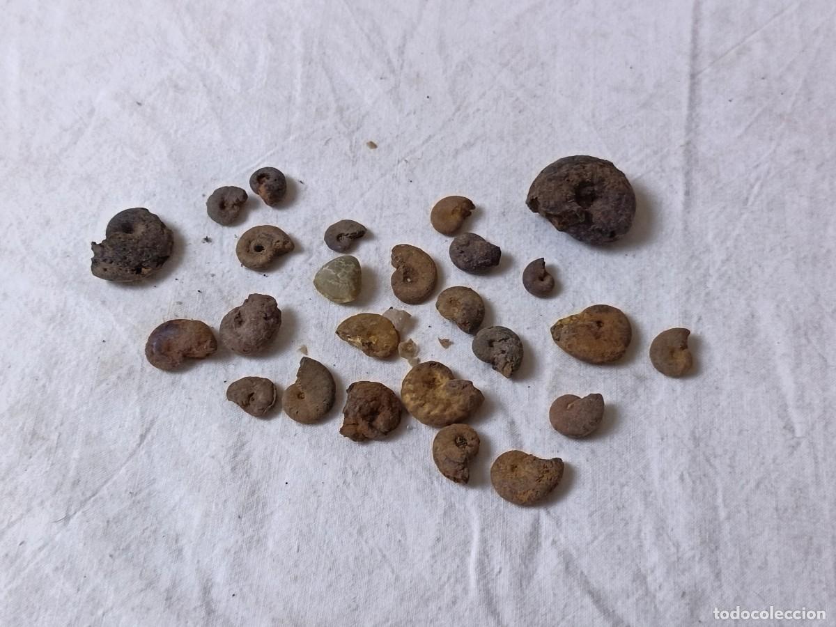 Collectionnisme de fossiles: Lote de Amonites F&oacute;siles de hierro, para bisuter&iacute;a o colecci&oacute;n