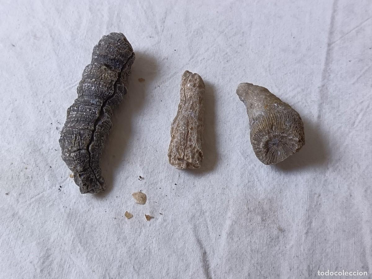 Collectionnisme de fossiles: Lote de F&oacute;siles, Ceratophyllum Ceratites, Dev&oacute;nico, S&aacute;hara