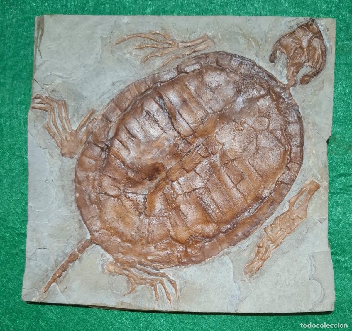 Coleccionismo de f&oacute;siles: Fosil de tortuga del Triasico