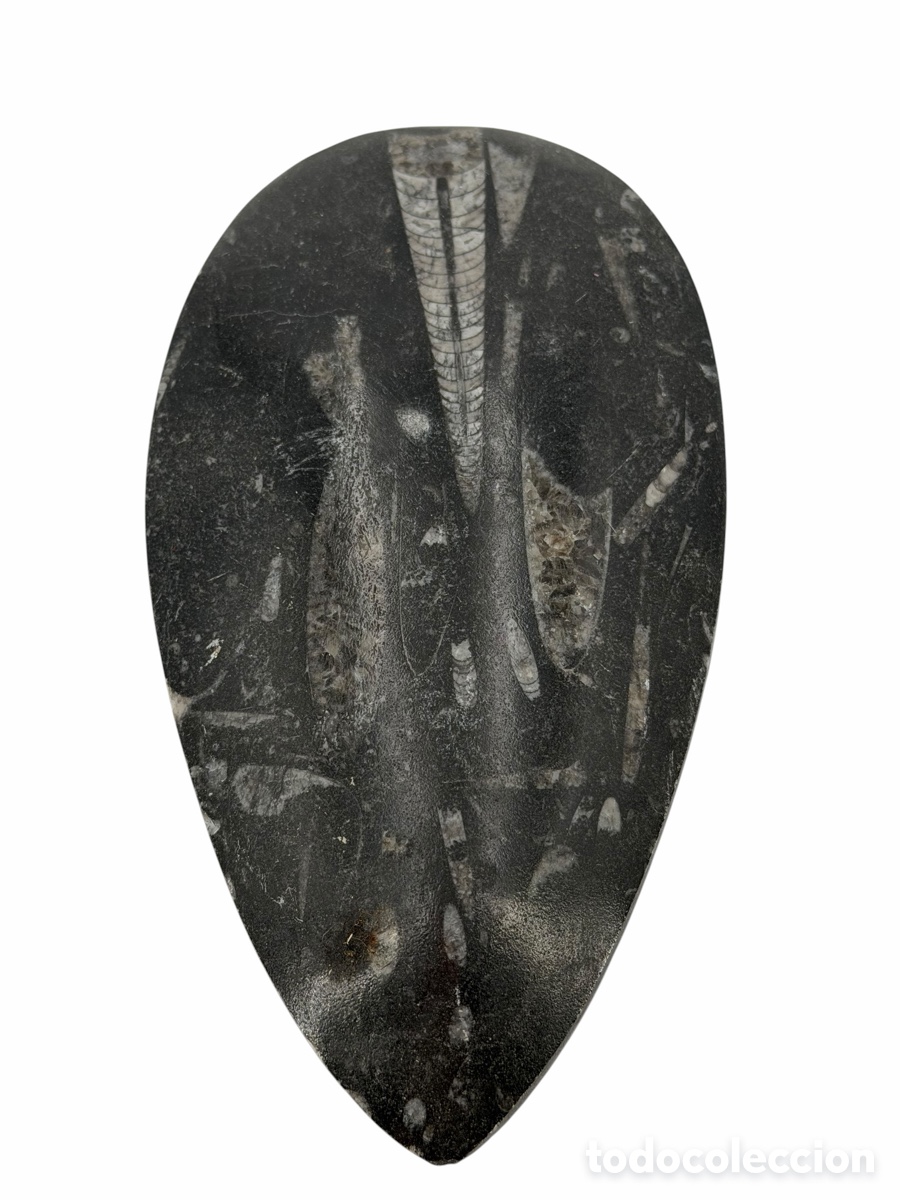Collectionnisme de fossiles: Piedra Negra de F&oacute;siles