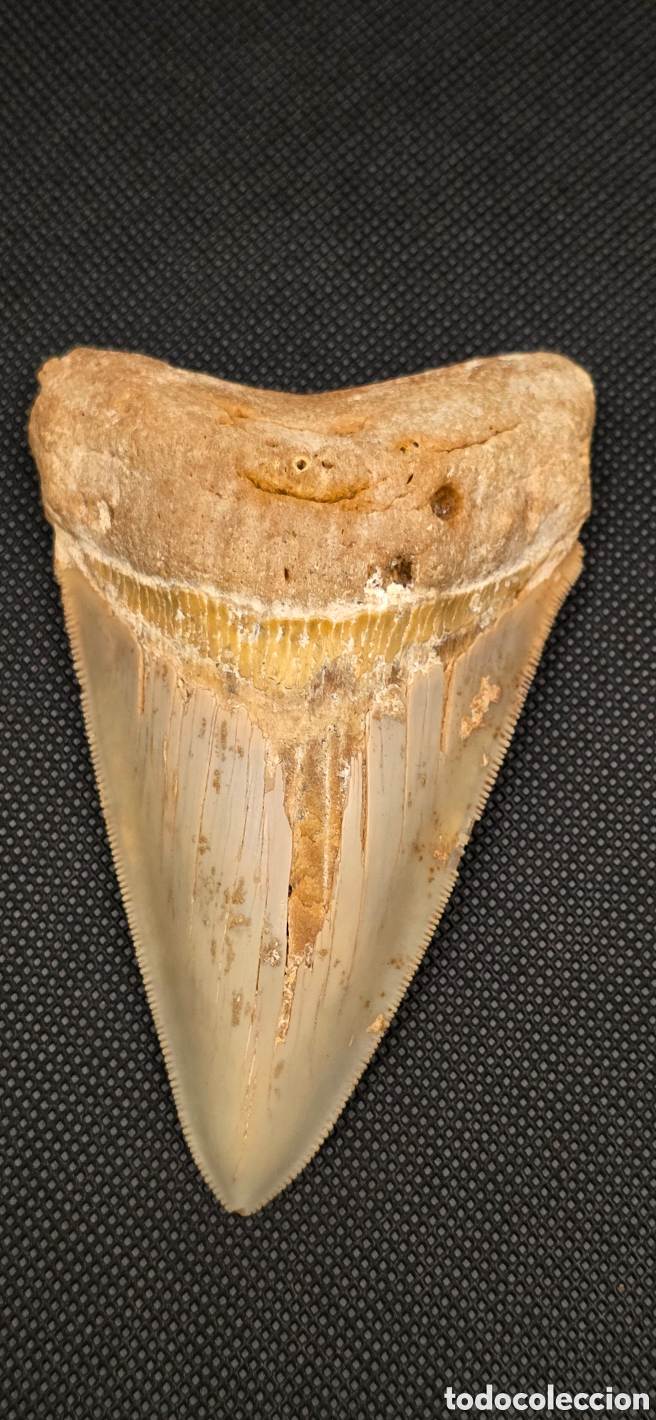 Coleccionismo de f&oacute;siles: Gran Colmillo Diente F&oacute;sil de Tibur&oacute;n Megalod&oacute;n &ndash; 10 cm &ndash; Matanzas, Cuba