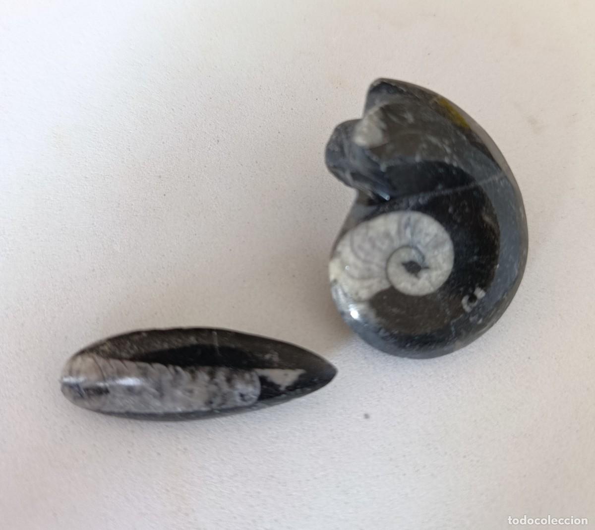 Collectionnisme de fossiles: Amonite y Orthocera f&oacute;siles