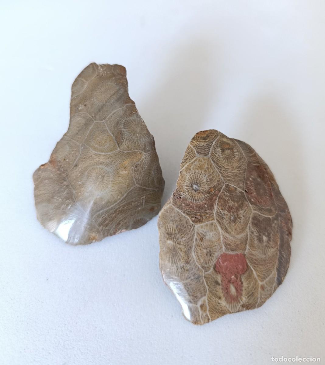 Colecionismo de f&oacute;sseis: Hexagonaria Coral f&oacute;sil natural