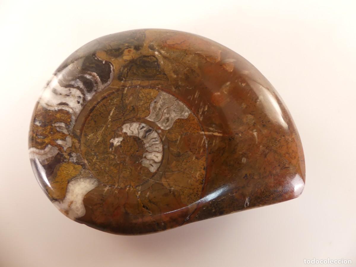 Collectionnisme de fossiles: Bonito f&oacute;sil de amonita