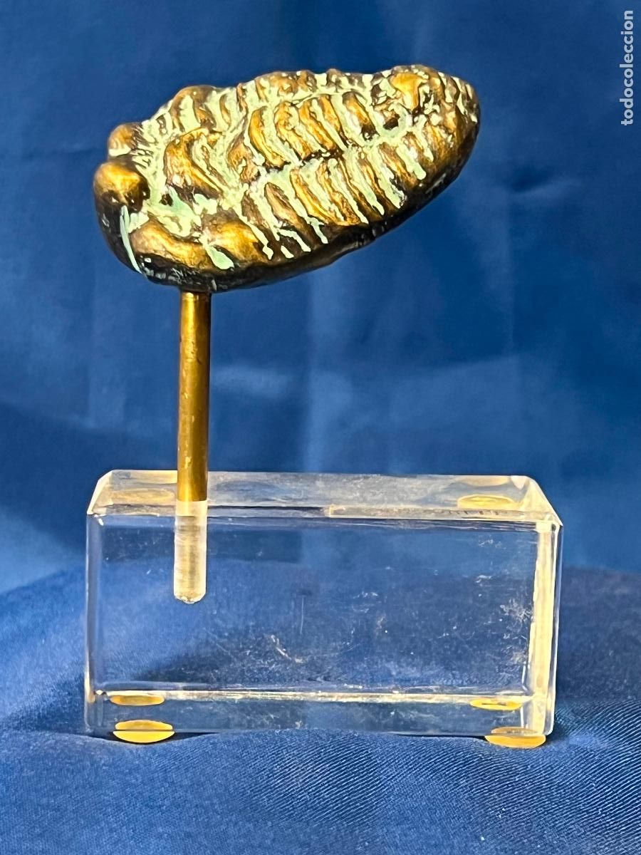 Collectionnisme de fossiles: R&eacute;plica de F&oacute;sil Trilobites en Bronce sobre Peana de Metacrilato. Pisapapeles de Despacho Vintage