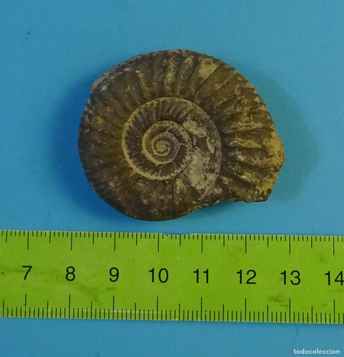 Coleccionismo de f&oacute;siles: F&Oacute;SIL AMONITE AMMONITE JUR&Aacute;SICO. FORMATO 4,5 X 4 X 1,2 CM. PESO 33 GRAMOS