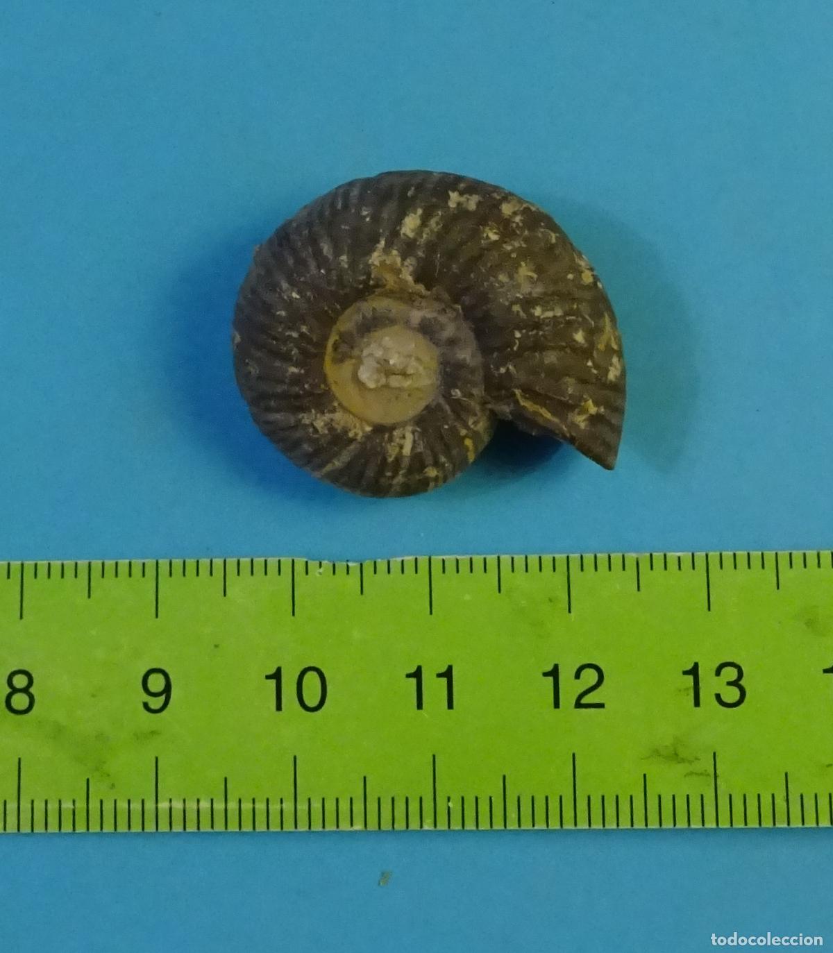 Coleccionismo de f&oacute;siles: F&Oacute;SIL AMONITE AMMONITE JUR&Aacute;SICO. FORMATO 3 X 2,5 X 1 CM. PESO 10 GRAMOS