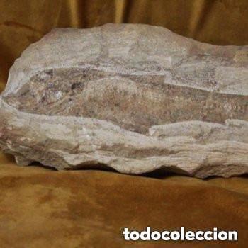 Coleccionismo de f&oacute;siles: Pez fosil Tharrias arapipis,cret&aacute;ceo inferior (Incompleto).