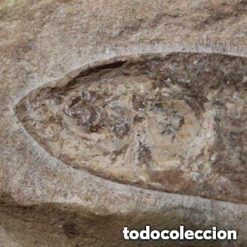 Coleccionismo de f&oacute;siles: Pez f&oacute;sil del Cret&aacute;ceo Inferior de la especie THARRIAS ARARIPIS