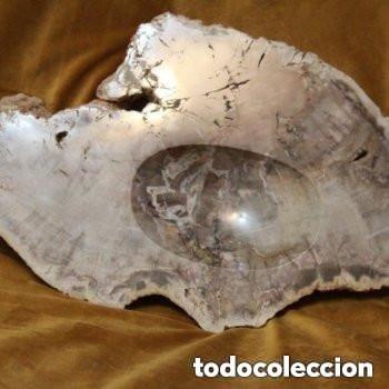Coleccionismo de f&oacute;siles: Xilopalo. Madera fosilizada, procedencia: Argentina.