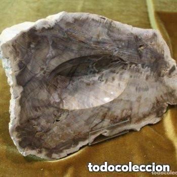 Coleccionismo de f&oacute;siles: Xilopalo. Madera fosilizada, procedencia: Argentina.