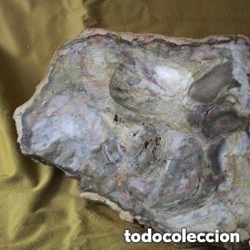 Coleccionismo de f&oacute;siles: Xilopalo. Madera fosilizada, procedencia: Argentina.