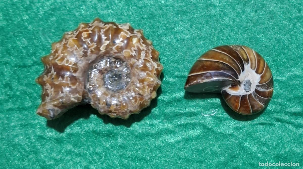 Collectionnisme de fossiles: Lote de dos preciosos Amonites