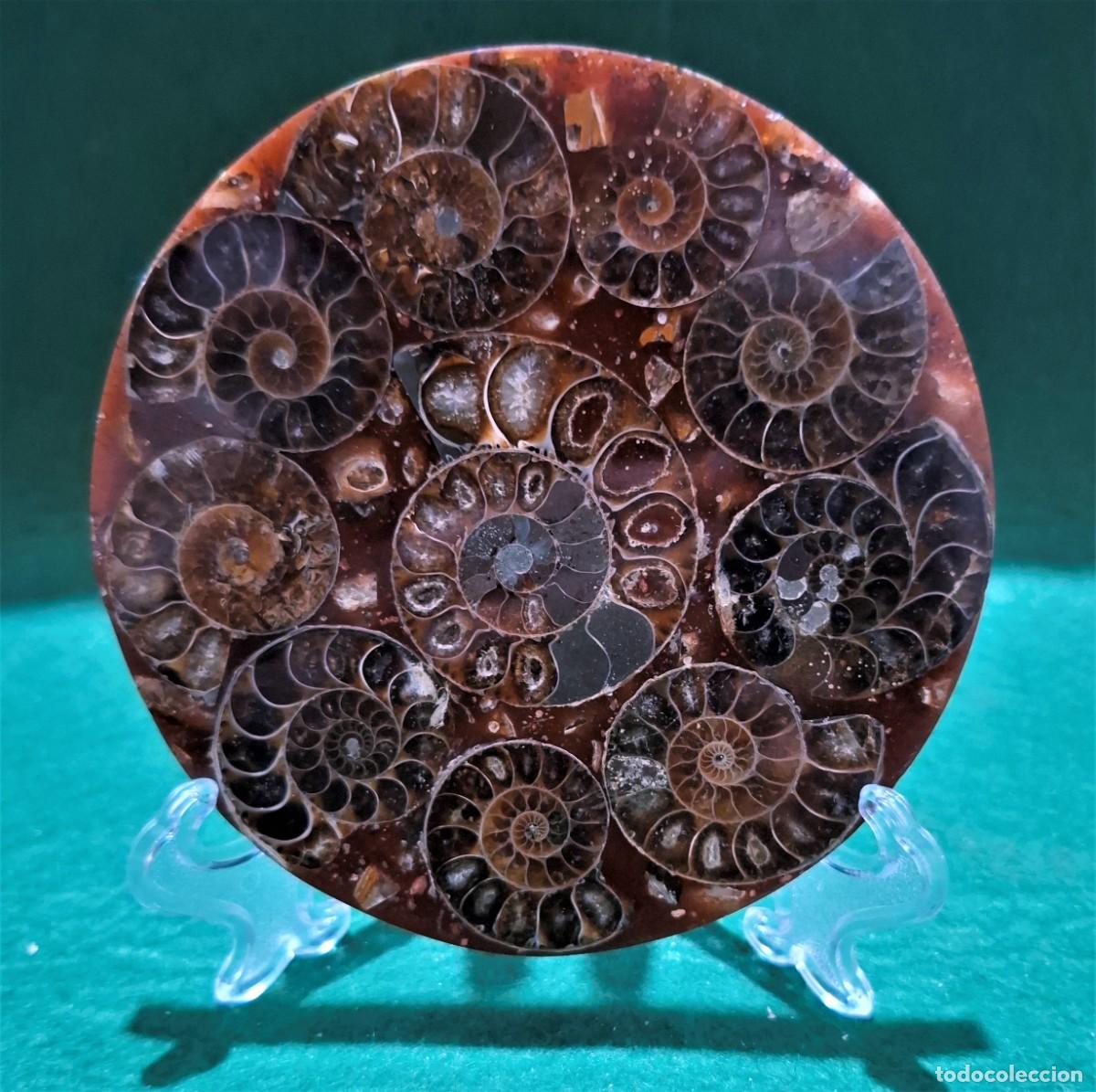 Collectionnisme de fossiles: Placa de Amonites fosiles pulidos 12 cm de diametro