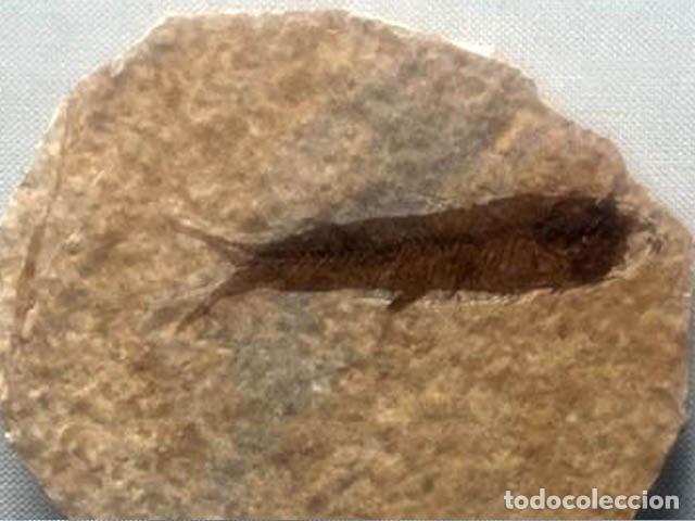 Collezionismo di fossili: Pez fosil Knigthia- 8 x 8 cm