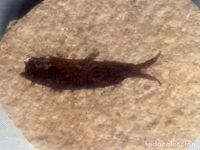 Collezionismo di fossili: Pez fosil Knigthia- 8 x 8 cm