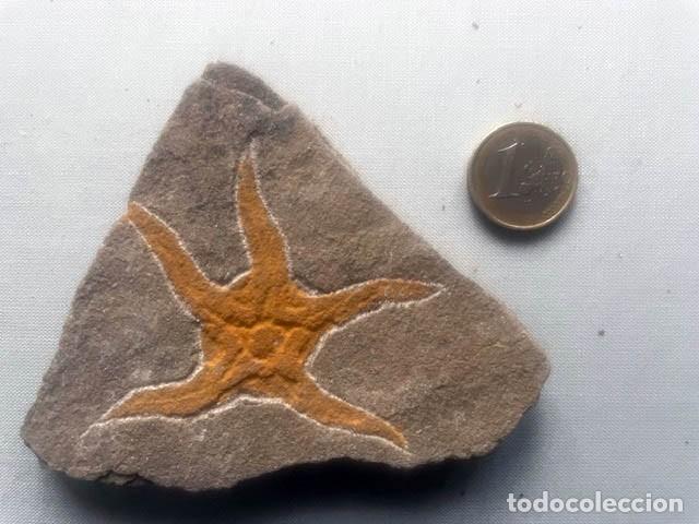 Collezionismo di fossili: Ofiura fosil - Geocoma. 175 millones de a&ntilde;os