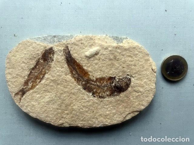 Collezionismo di fossili: 2 peces f&oacute;siles. 13 x 8 cm