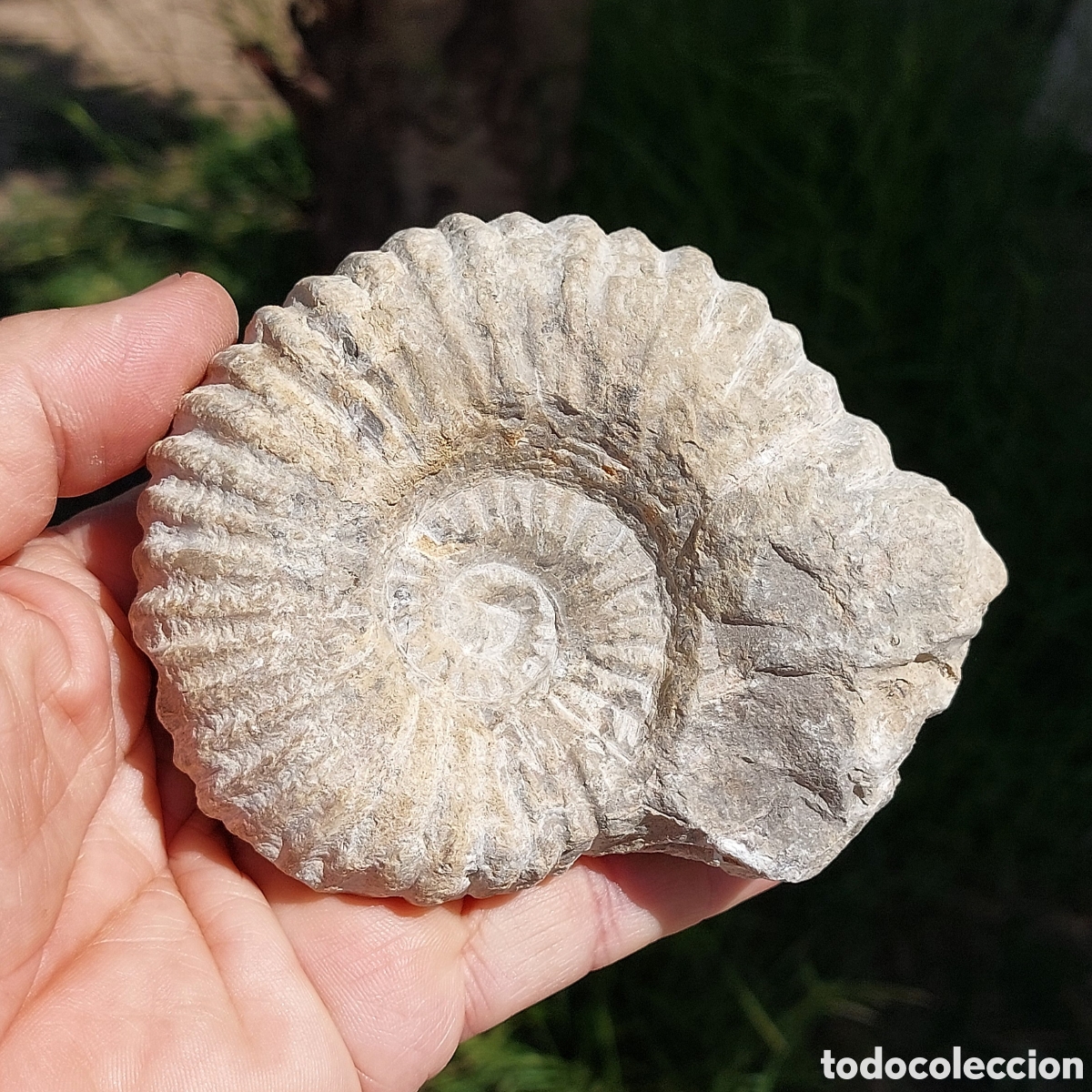 Coleccionismo de f&oacute;siles: F&oacute;sil de Ammonite de Marruecos 11cm