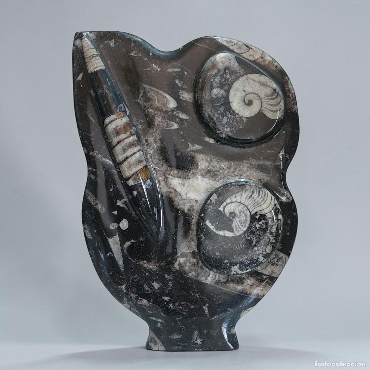 Coleccionismo de f&oacute;siles: Orthoceras y Ammonites en Placa 26cm