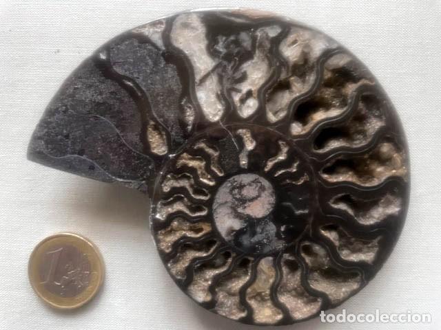 Coleccionismo de f&oacute;siles: Fosil de Amonite seccionado cristalizado. 10,5 x 9 cm