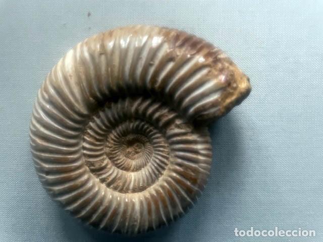 Coleccionismo de f&oacute;siles: Fosil de Amonite . 7 x 6 cm