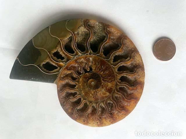 Coleccionismo de f&oacute;siles: Fosil de Amonite seccionado cristalizado y pulido. 12 x 10 cm